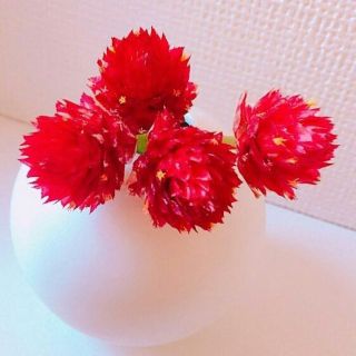 千日紅 ドライフラワー  赤 花材 送料無料(ドライフラワー)