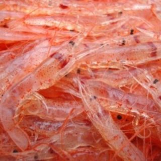 由比産！本物の生桜海老！1キロ冷凍(魚介)