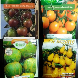 来年1～2月蒔き　イタリア野菜の種子など。カラフルなトマトの種　4種類10粒ずつ(野菜)