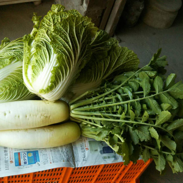京野菜 詰め合わせ セット  Lサイズ 無農薬 食品/飲料/酒の食品(野菜)の商品写真