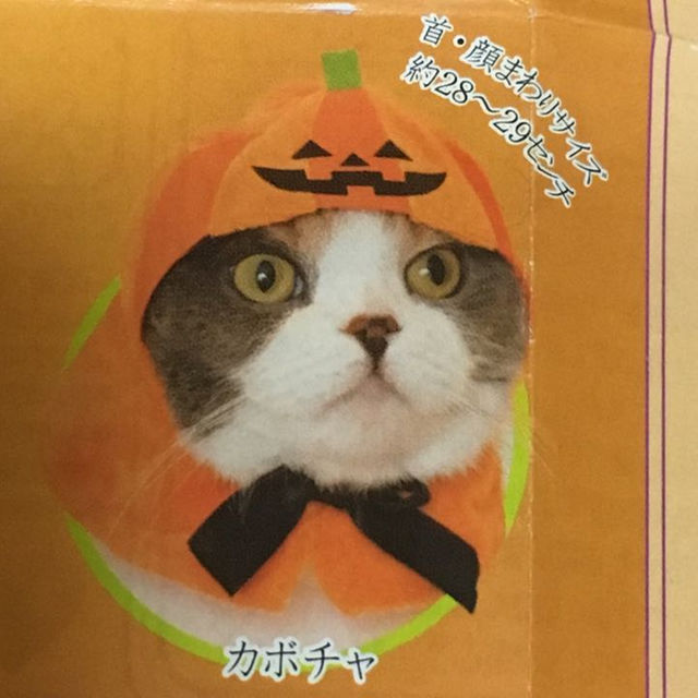 ねこのかぶりもの ハロウィン カボチャ エンタメ/ホビーのエンタメ その他(その他)の商品写真