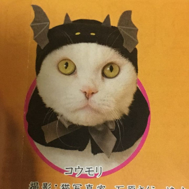 ねこのかぶりもの ハロウィン コウモリ エンタメ/ホビーのエンタメ その他(その他)の商品写真