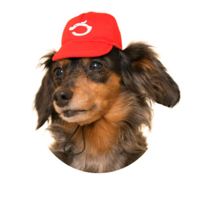 かわいいかわいい犬の野球チームの通販 By もちごめ S Shop ラクマ かわいいかわいい犬の野球チームの通販 By もちごめ S Shop ラクマ