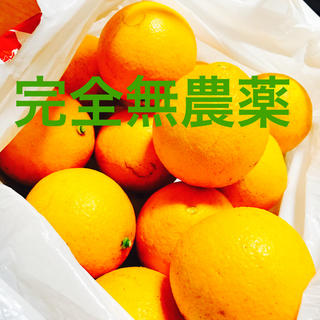 希少和成オレンジ★完全無農薬★3キロ(フルーツ)