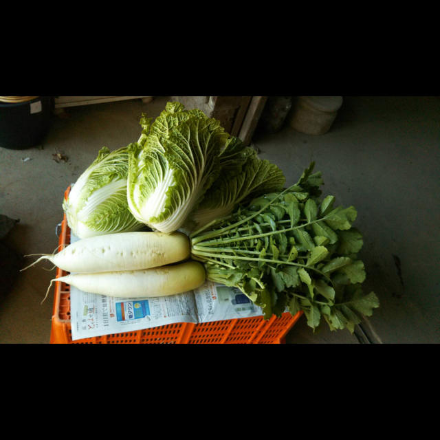 京野菜 詰め合わせ セット 60サイズ 無農薬 食品/飲料/酒の食品(野菜)の商品写真