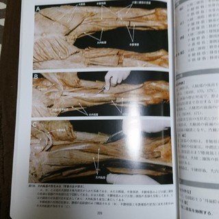 骨格筋の形と触察法