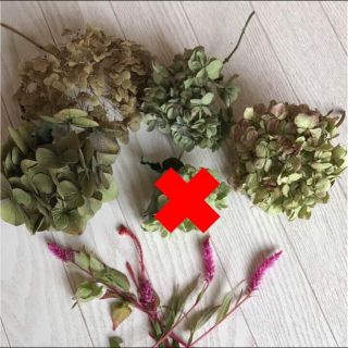 限定3箱☆ 紫陽花4種☆＋  おまけのケイトウ4本付き♡  残り2箱‼️(ドライフラワー)