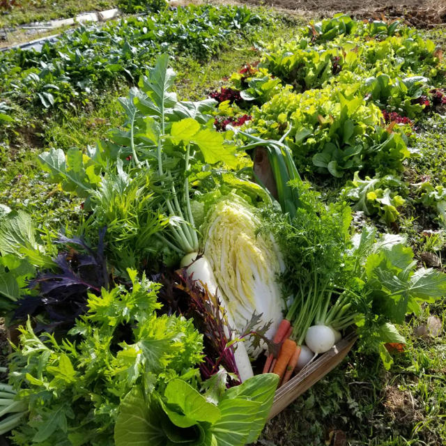 16日収穫、発送！無農薬野菜⚫︎減農薬野菜新鮮野菜詰め合わせ 食品/飲料/酒の食品(野菜)の商品写真