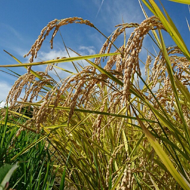 地域限定価格 梨北米 10kg 1等米 減農薬7割削減 農家直送 食品/飲料/酒の食品(米/穀物)の商品写真