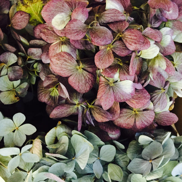 不思議色した綺麗な紫陽花のヘッドがいっぱい〜♫ ハンドメイドのフラワー/ガーデン(ドライフラワー)の商品写真