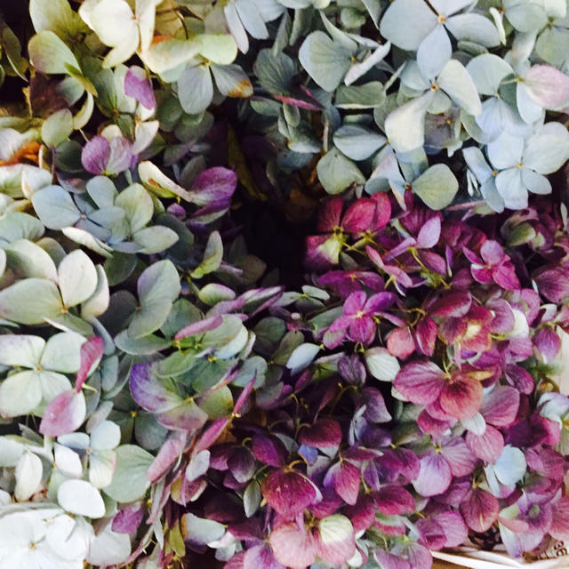 不思議色した綺麗な紫陽花のヘッドがいっぱい〜♫ ハンドメイドのフラワー/ガーデン(ドライフラワー)の商品写真