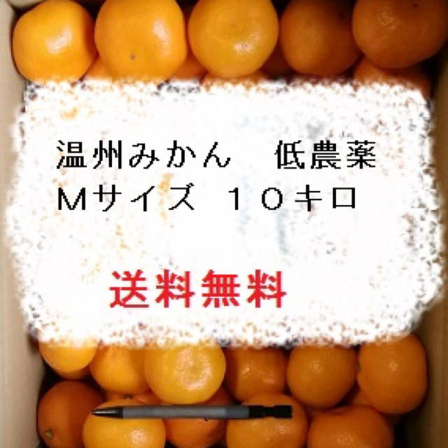 農家直送 低農薬 温州みかん Mサイズ 10キロ 食品/飲料/酒の食品(フルーツ)の商品写真