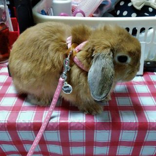 うさぎの胴輪です♡ハーネス？(その他)