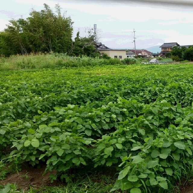 (残りわずか)無農薬　平成29年滋賀県産　大粒大豆(オオツル)　1㎏ 食品/飲料/酒の食品(米/穀物)の商品写真