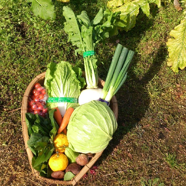 ☆わくわく80サイズ☆岡山産　新鮮野菜 食品/飲料/酒の食品(野菜)の商品写真