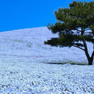 マシュマロクラウン(marshmallow crown)の花っち様専用(ひざ丈ワンピース)