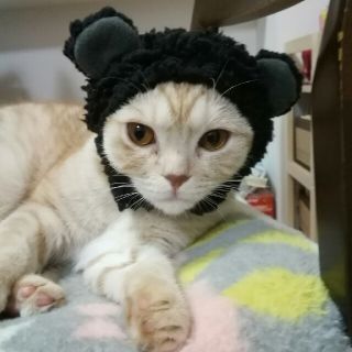 ねこのかぶりもの(猫)