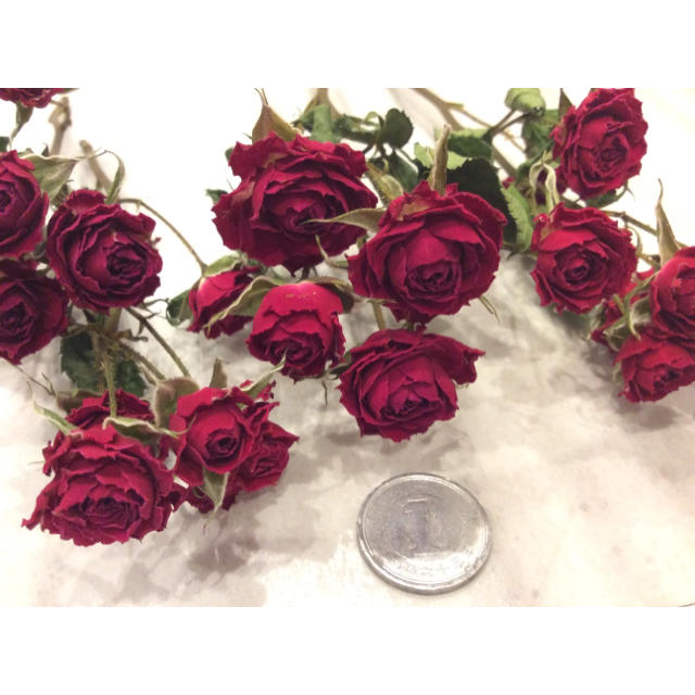 すべての美しい花の画像 新着赤い バラ ドライ フラワー
