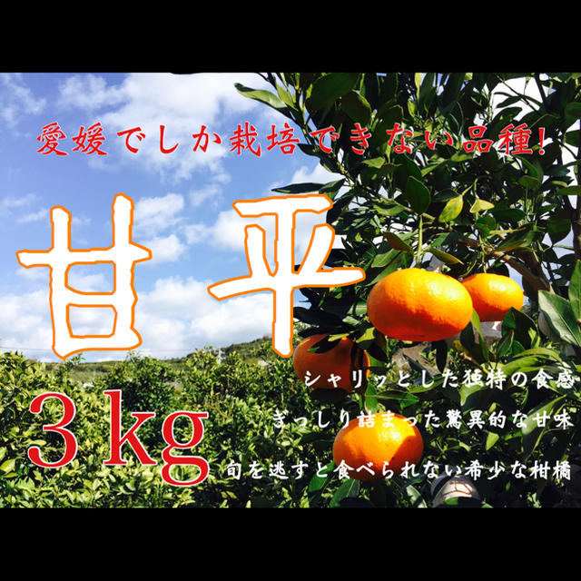 🍊巷で話題の愛媛限定品種 甘平🍊お試し価格で！⑦箱目 食品/飲料/酒の食品(フルーツ)の商品写真