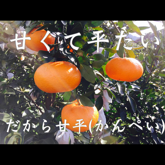 🍊巷で話題の愛媛限定品種 甘平🍊 お試し価格で！⑥箱目 食品/飲料/酒の食品(フルーツ)の商品写真