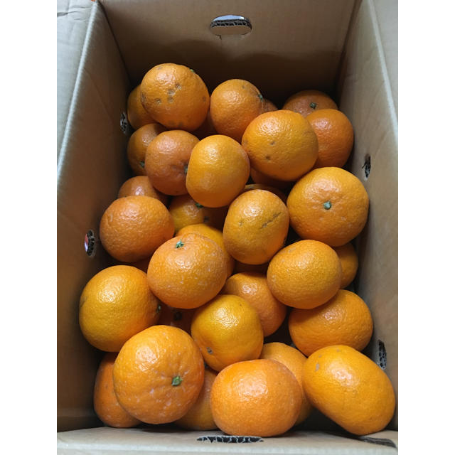 佐賀県唐津 傷あり訳あり津之輝5Kgの通販 by 旬菜矢田駅前店|ラクマ 佐賀県唐津 傷あり訳あり津之輝5Kgの通販 by 旬菜矢田駅前店|ラクマ