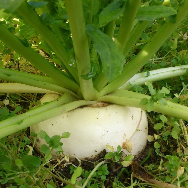 ☆peko様　専用ページ☆ 食品/飲料/酒の食品(野菜)の商品写真