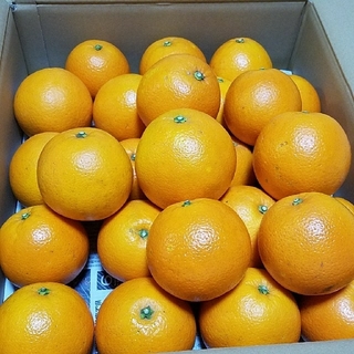 大分県産ネーブルオレンジ　10キロ1(フルーツ)