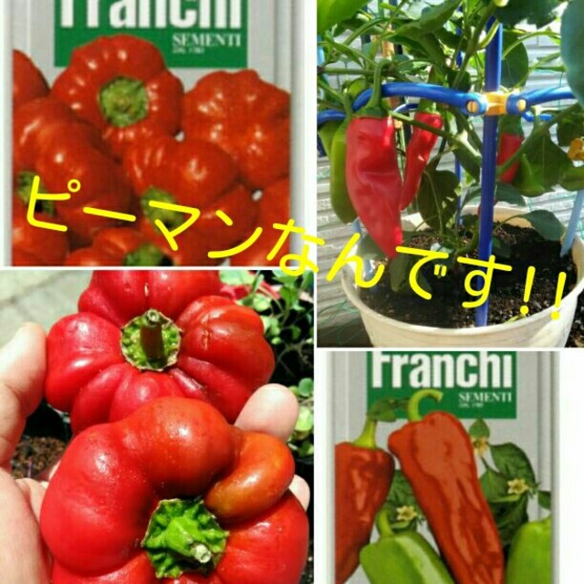 イタリア野菜の種 珍しいトマトピーマン バナナピーマン 30粒ずつプランターokの通販 By 青野 菜蔵 S Shop ラクマ