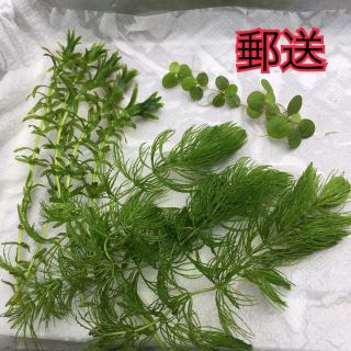 【郵便】メダカの水草3種セット 無農薬❗️即購入OK❗️30㎝水槽(アクアリウム)