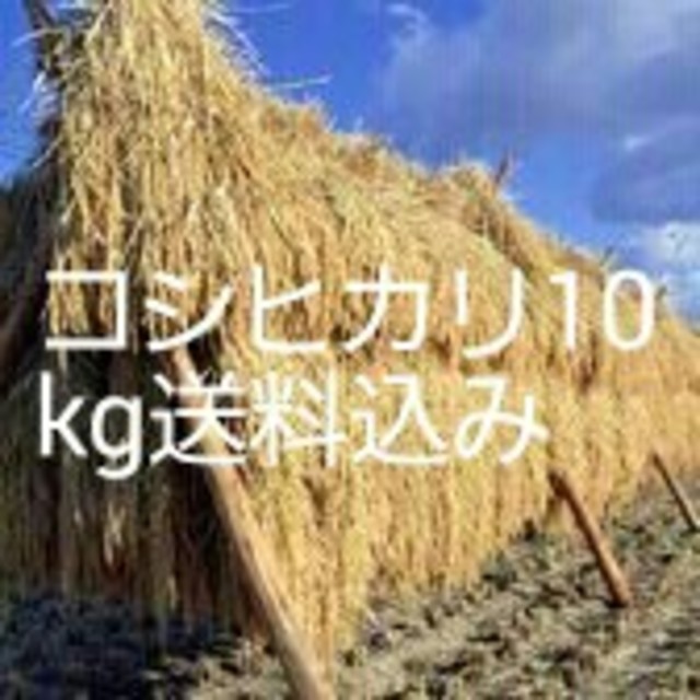 米/穀物大山山麓 栽培期間中農薬化成不使用培米コシヒカリ 10kg 【送料込】