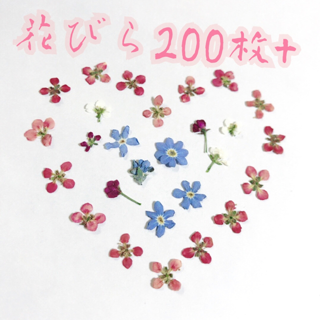 アリッサム 忘れな草 押し花 ピンク 赤紫 白 青 即購入可能の通販 By にかちゃん フラワーショップ ラクマ アリッサム 忘れな草 押し花 ピンク 赤紫 白 青 即購入可能の通販 By にかちゃん フラワーショップ ラクマ