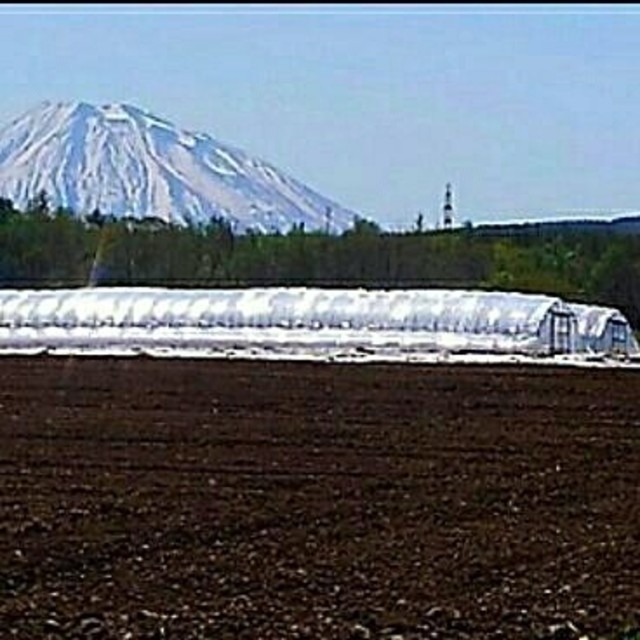 ティム🐠様専用じゃがいも 北海道  無農薬  8㎏ 食品/飲料/酒の食品(野菜)の商品写真