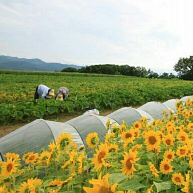 馬鈴薯   北海道   無農薬   10㎏ 食品/飲料/酒の食品(米/穀物)の商品写真
