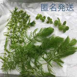 【匿名発送】メダカの水草3種セット 無農薬❗️即購入OK❗️30㎝水槽向(アクアリウム)