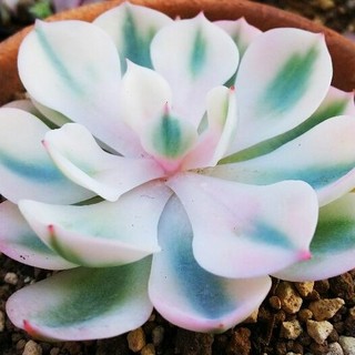 Echeveria ”Spotted Deer"錦　多肉植物