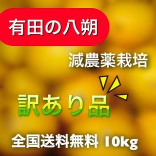 【有田の八朔】減農薬10kgモリ・カケ・スパ・ブラックボックス(フルーツ)