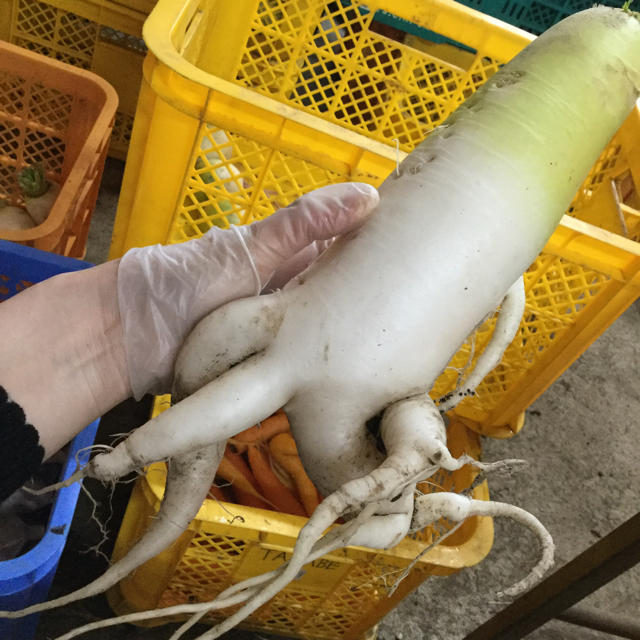 訳あり無農薬野菜セット 食品/飲料/酒の食品(野菜)の商品写真