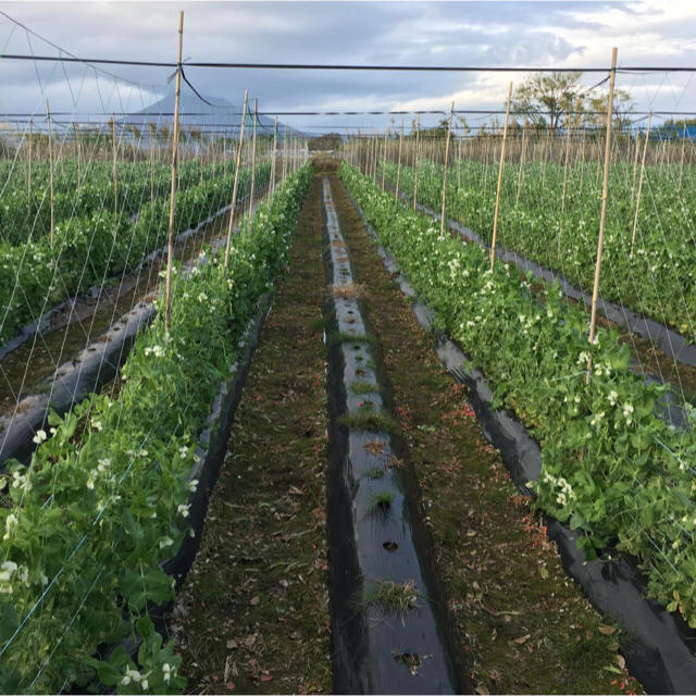 鹿児島産スナップエンドウ500g^_^ 食品/飲料/酒の食品(野菜)の商品写真