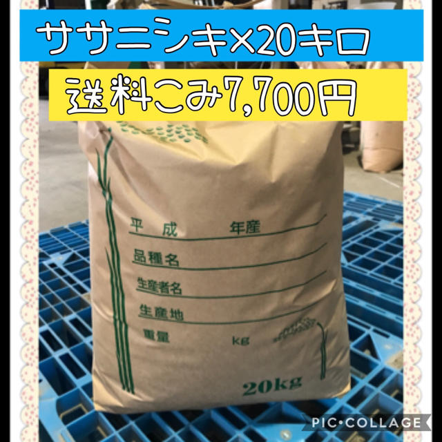 大粒☆特A取得☆宮城県産ササニシキ20キロ 食品/飲料/酒の食品(米/穀物)の商品写真