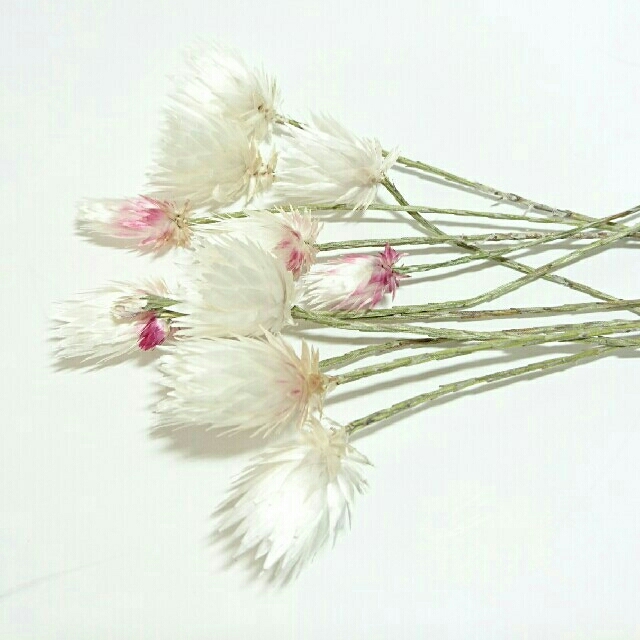 エバーラスティング 10本 花材の通販 By 茉莉花 S Shop ラクマ