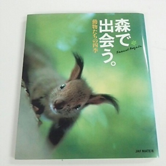 Jaf Mate社 動物写真集 森で出会う の通販 By のんほれ S Shop ラクマ Jaf Mate社 動物写真集 森で出会う の通販 By のんほれ S Shop ラクマ