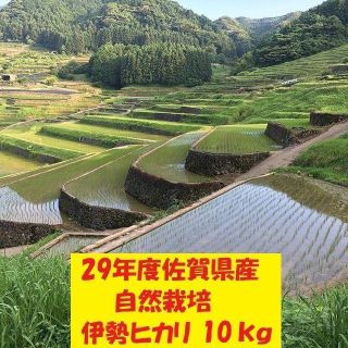 無農薬!自然栽培!農家直送!29年度佐賀県産!「伊勢ヒカリ」玄米１０ｋｇ(米/穀物)