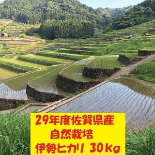 無農薬!自然栽培!農家直送!29年度佐賀県産!「伊勢ヒカリ」白米３０ｋｇ(米/穀物)