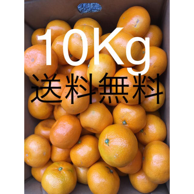 和歌山県 傷あり訳ありみかん10Kg 食品/飲料/酒の食品(フルーツ)の商品写真