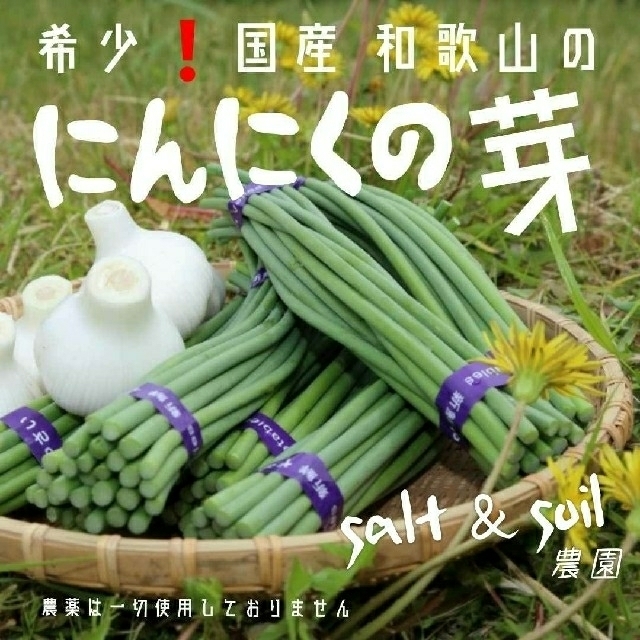 ★収穫待ち3月中旬～★ 希少 入手困難❗国産 和歌山 にんにくの芽　450グラム 食品/飲料/酒の食品(野菜)の商品写真