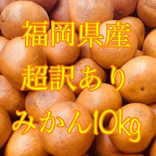 福岡県産 超訳ありみかん  10kg(フルーツ)