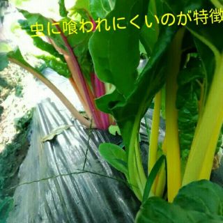 たにさかな様専用〉野菜の種いろいろ(その他)