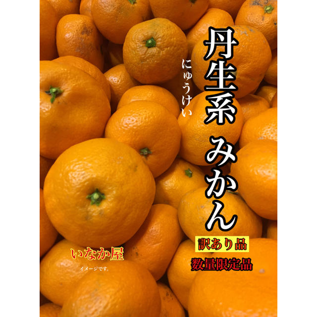 オーダ品 有田みかん 丹生系 食品/飲料/酒の食品(フルーツ)の商品写真