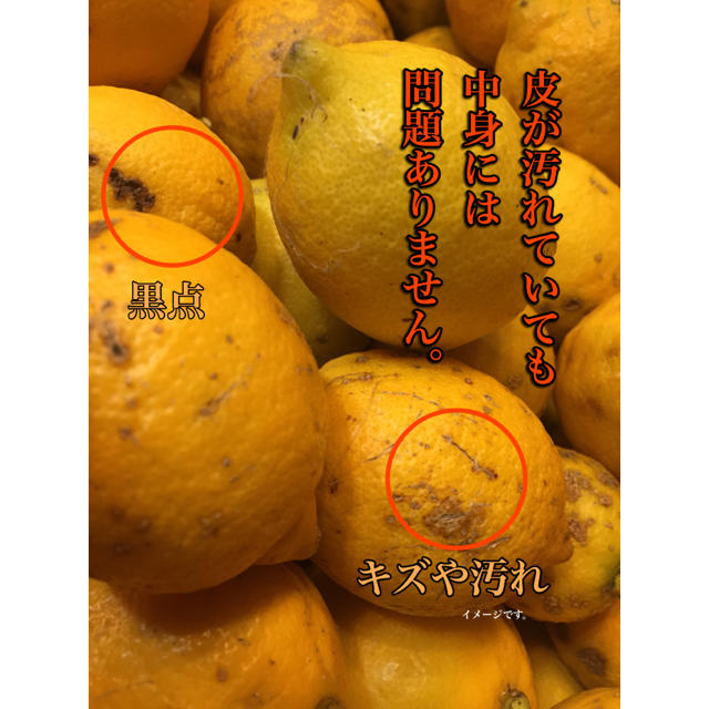 タイムセール！有田産無農薬レモン 食品/飲料/酒の食品(フルーツ)の商品写真
