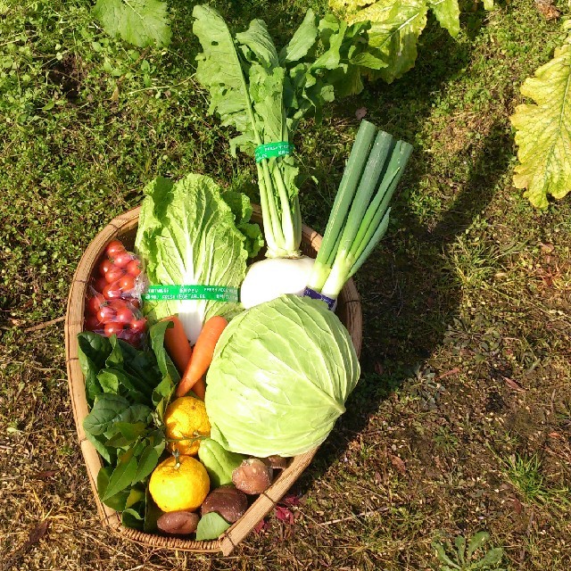 ☆わくわく80サイズ☆岡山産　新鮮野菜 食品/飲料/酒の食品(野菜)の商品写真